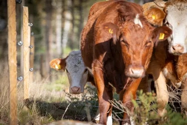 Restoration of pastures