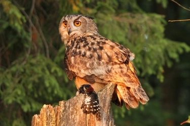 Protecting Europe’s largest owl