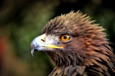 Creating new nesting sites for Finland’s golden eagle